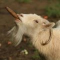 Tarus_Iracundus Avatar, Tarus_Iracundus Profilbild