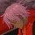 User muba, Profilbild, Avatar