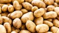 PotatoLORD