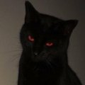 Profilbild zxylot, Avatar