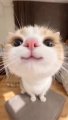 User Adromium, Profilbild