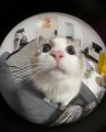 Profilbild BitzzeKatzze, Avatar