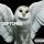 User AceToast, Profilbild, Avatar
