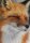 User JangoFox, Profilbild, Avatar