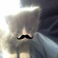 Profilbild Shinory, Avatar
