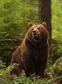User EarthBear, Profilbild