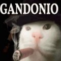 Vinnypunny Avatar, Vinnypunny Profilbild