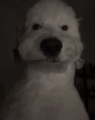 Berin Avatar, Berin Profilbild